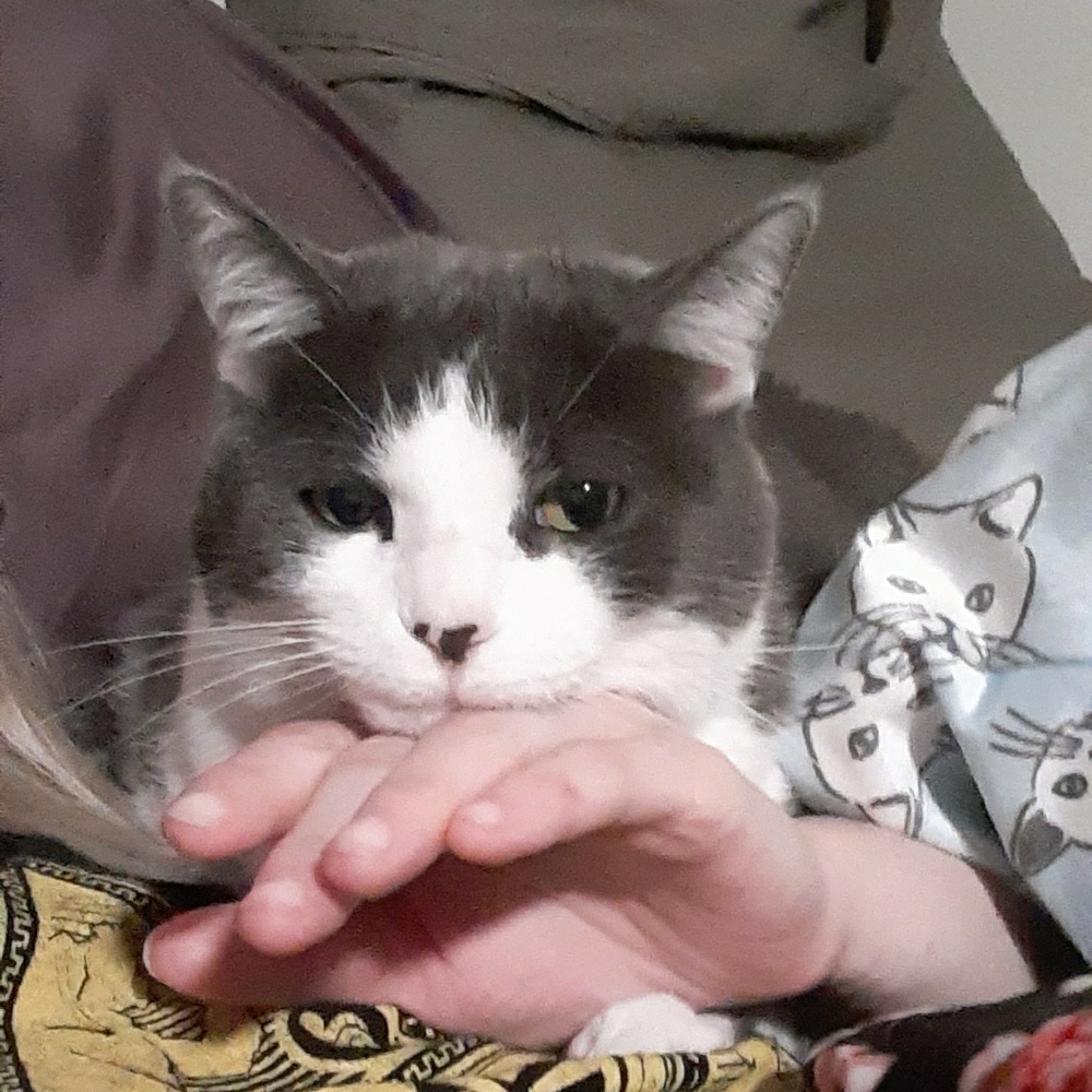 Meet your Posher, Constance